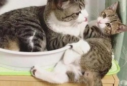 生猫视频在线观看,生猫视频在线观看，感受小生命的第一步